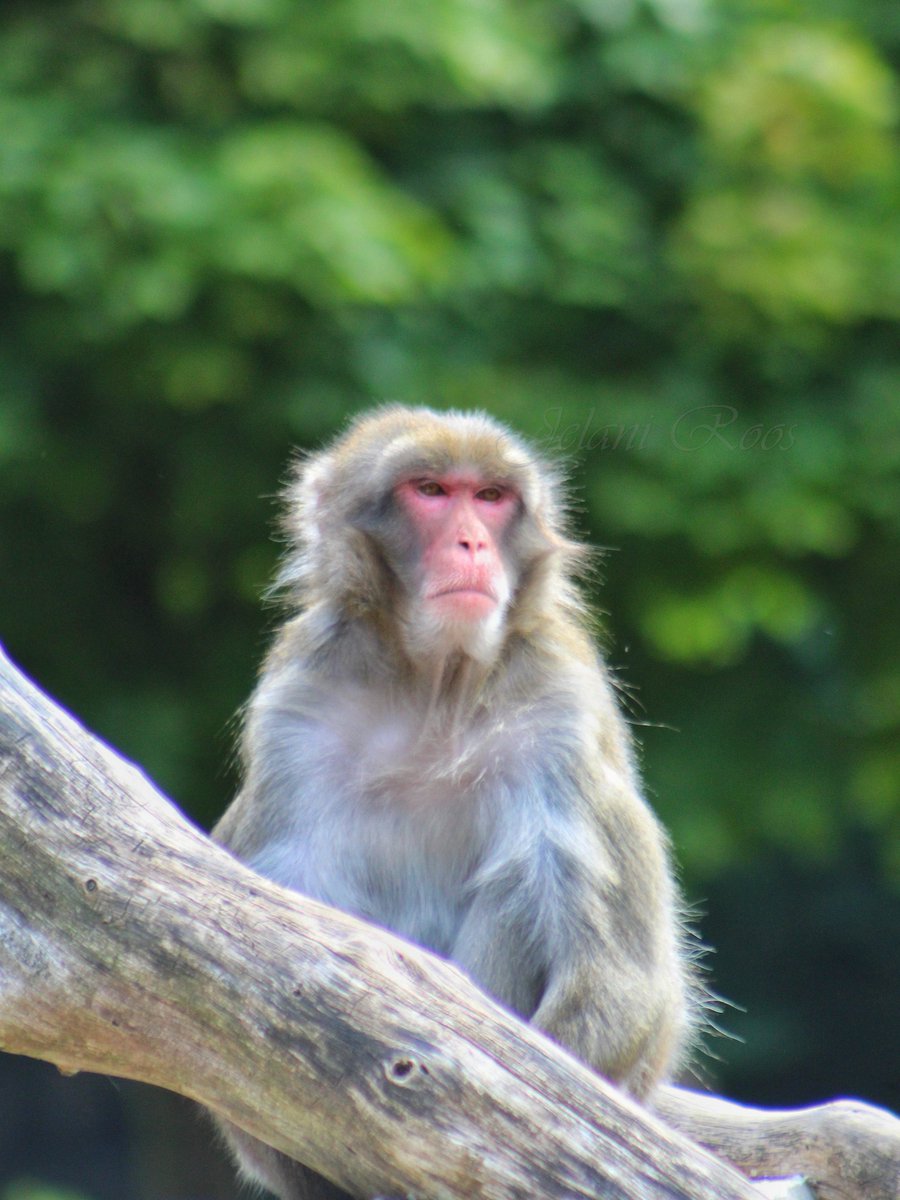 JelaniRoos's tweet photo. De Japanse Makaak, is een soort van het geslacht makaken. De Makaak is op de mens na de meest noordelijk voorkomende primaat.

-Japanse Makaak (Macaca fuscata)

_____________
📸 Canon 4000D / 75-300mm L
📆 15 Aug '22
____________

Meer foto's? 
Bekijk: https://t.co/1ybjPoPJMe https://t.co/JRBX27FSDk