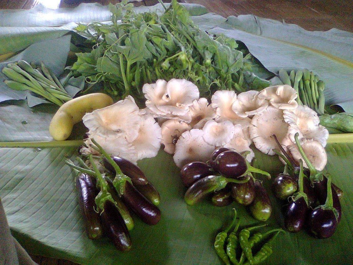 mizoraminsta's tweet photo. Thlaithar tha tak tak i hmuh changin tu nge i hriat chhuah ṭhin?
.
.
Pic credit 📷 Lal Tetea Ralte
.
.
.
#thlaithar #vegetables #veggies #chawhmeh #mizochawhmeh #maupa #bawkbawn #maian #mizoram #mizoraminsta #fanghma #baibing #hmarchapui https://t.co/KUaEOloH9c