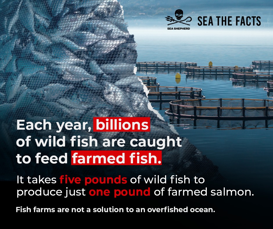 Sea Shepherd on Twitter "Fish farms are inhumane and unhealthy for