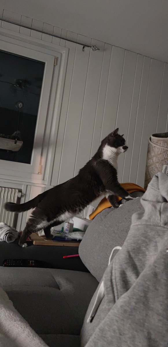 pitichat_milo's tweet photo. Lablouse a dit ke jsuis obèse ?? J'vais le manger. https://t.co/ZSTHYo5cIy