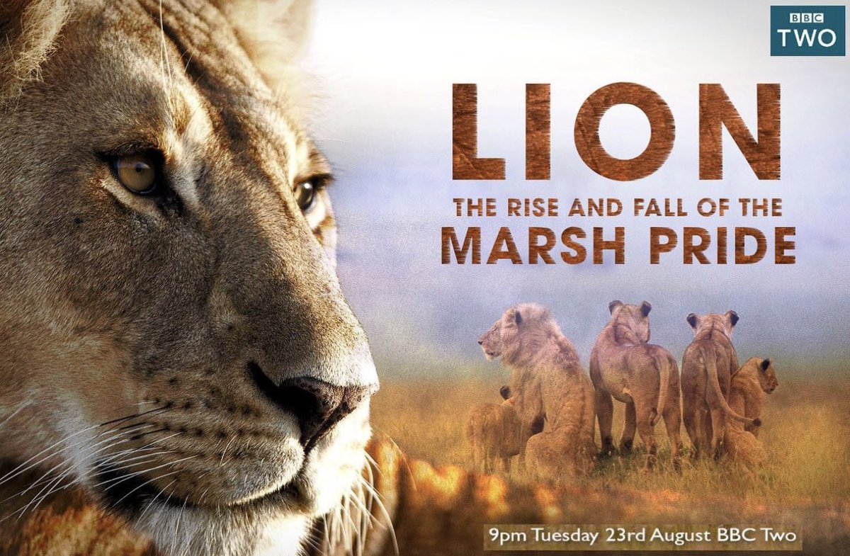 paulakahumbu's tweet photo. .@KOTLOYALS_ BBC Two presents a landmark documentary on the Marsh Pride. The program features @wildlifedirect CEO Paula Kahumbu as one of the experts interviewed. 

Tonight on https://t.co/0D2hVAvo7T at 11 pm EAT. Watch a trailer here:  https://t.co/j5jq1kChYy https://t.co/mQ9V4jT72M