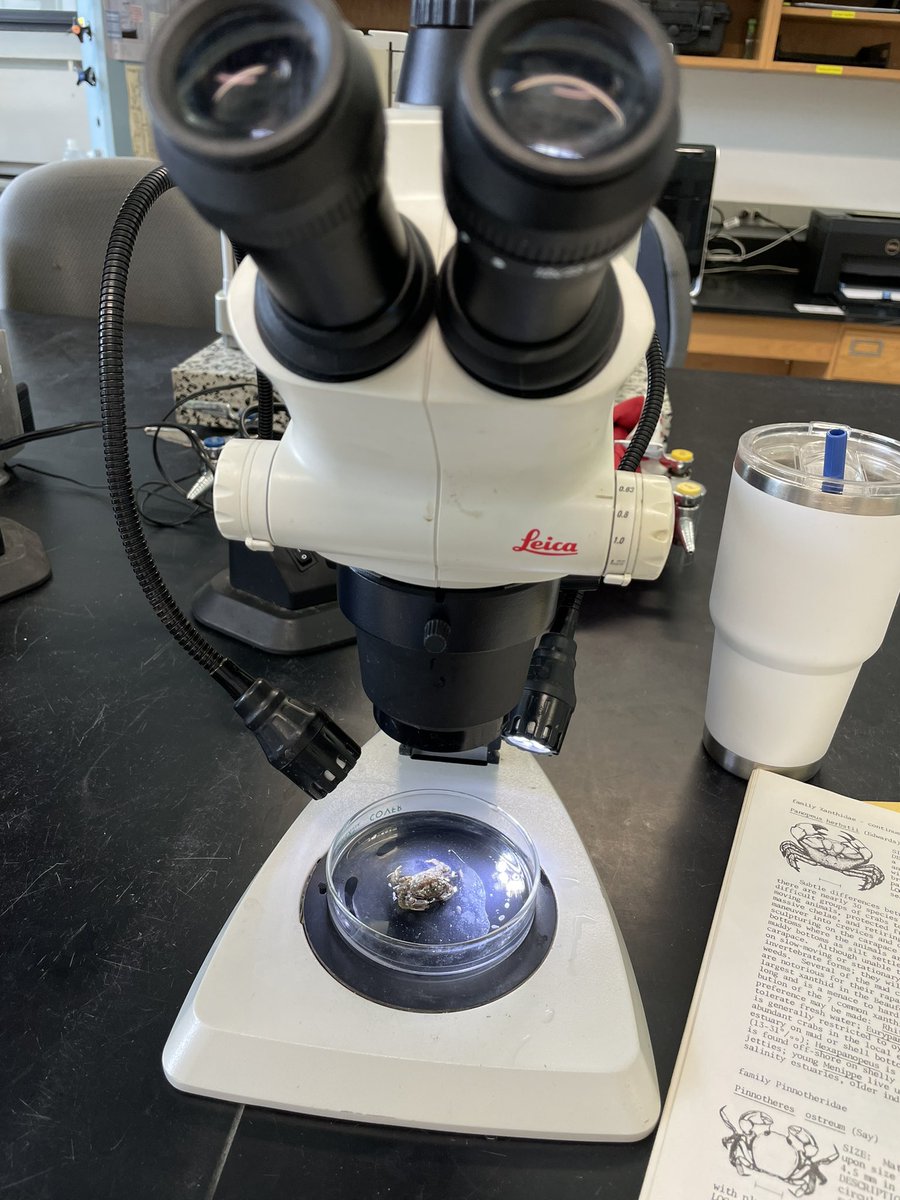 Best classroom at Carolina!

Yesterday, we collected &amp; identified invertebrates in the Beaufort Channel. Then we went back to the lab to ID them. Awesome Monday <a href="/UNC/">The University of North Carolina at Chapel Hill</a>!