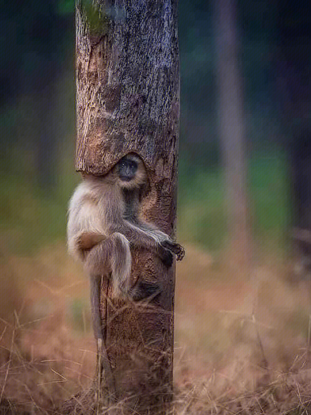 bud_future's tweet photo. Home is wherever you are as long as you are comfortable #areas #home #becomfortable #monkey #koala #animal https://t.co/80UWVW8W8l