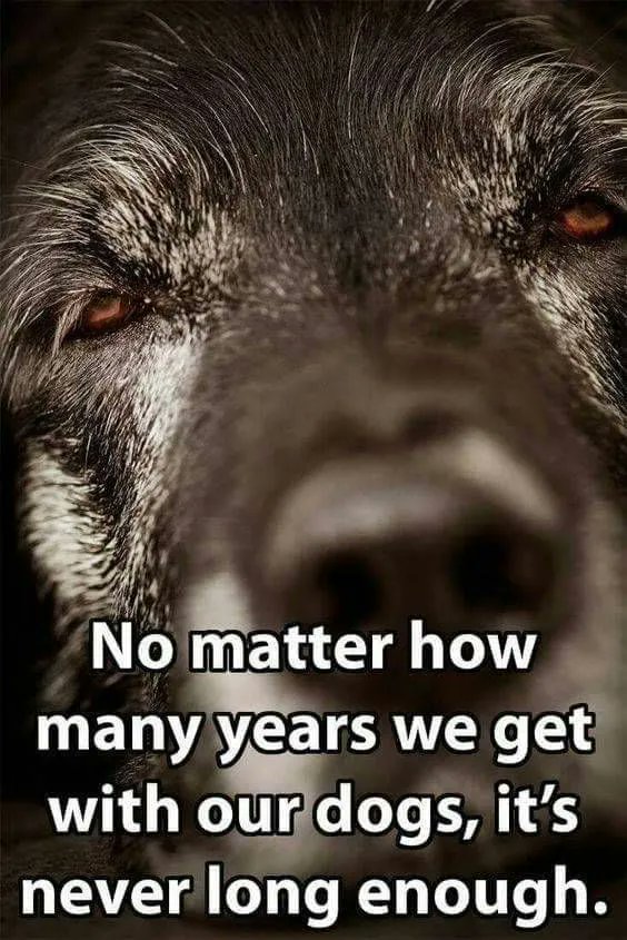 ShadowDogDesign's tweet photo. No matter how many years we get with our #dogs, it's never long enough.
#Dog #NeverLongEnough #BestFriend #DogsAreLove https://t.co/KAYZKBeiYm