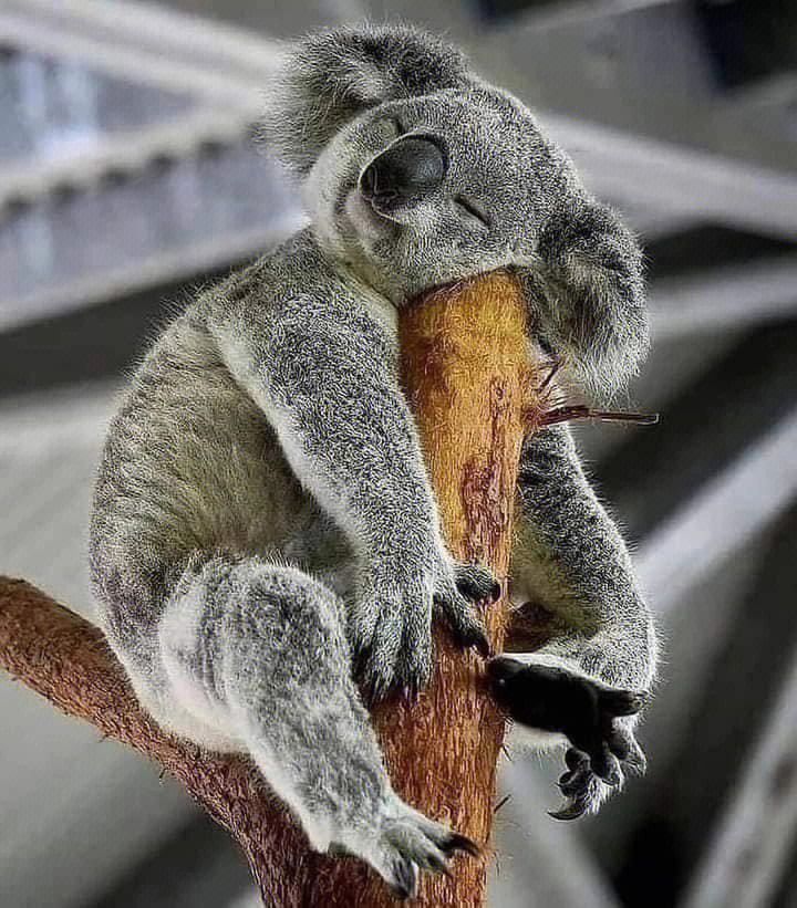 bud_future's tweet photo. Home is wherever you are as long as you are comfortable #areas #home #becomfortable #monkey #koala #animal https://t.co/80UWVW8W8l