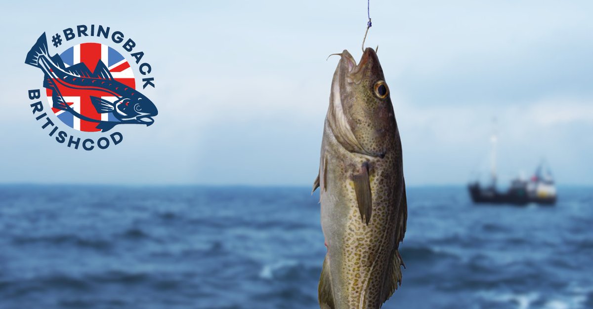 4 out of 5 UK cod stocks are at risk of collapse. For the last 35 years, the UK Government has ignored scientific advice to stop overfishing the West of Scotland cod stock which has declined 92% since 1981. Sign the petition to help #BringBackBritishCod 👉bit.ly/bringbackbriti…