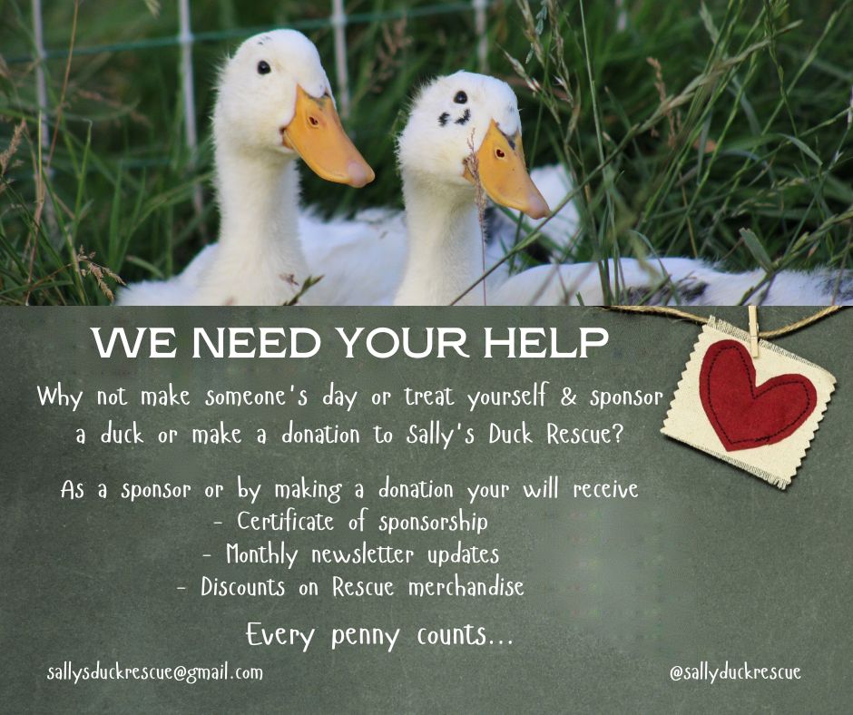 DizzyLisaA's tweet photo. Please help @Sallysducks raise some money for the rescue by sponsoring a duck or making a donation. Every penny makes a difference 🦆❤️
#sponsorship #donation #ducks https://t.co/Fu9qTRokJU