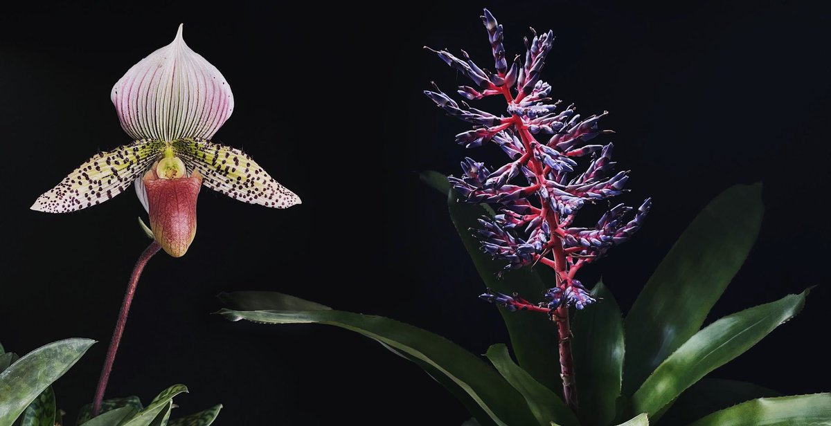 Now I’m off to tend the plants at Fleur Shop. Catch ya later Twitter.
