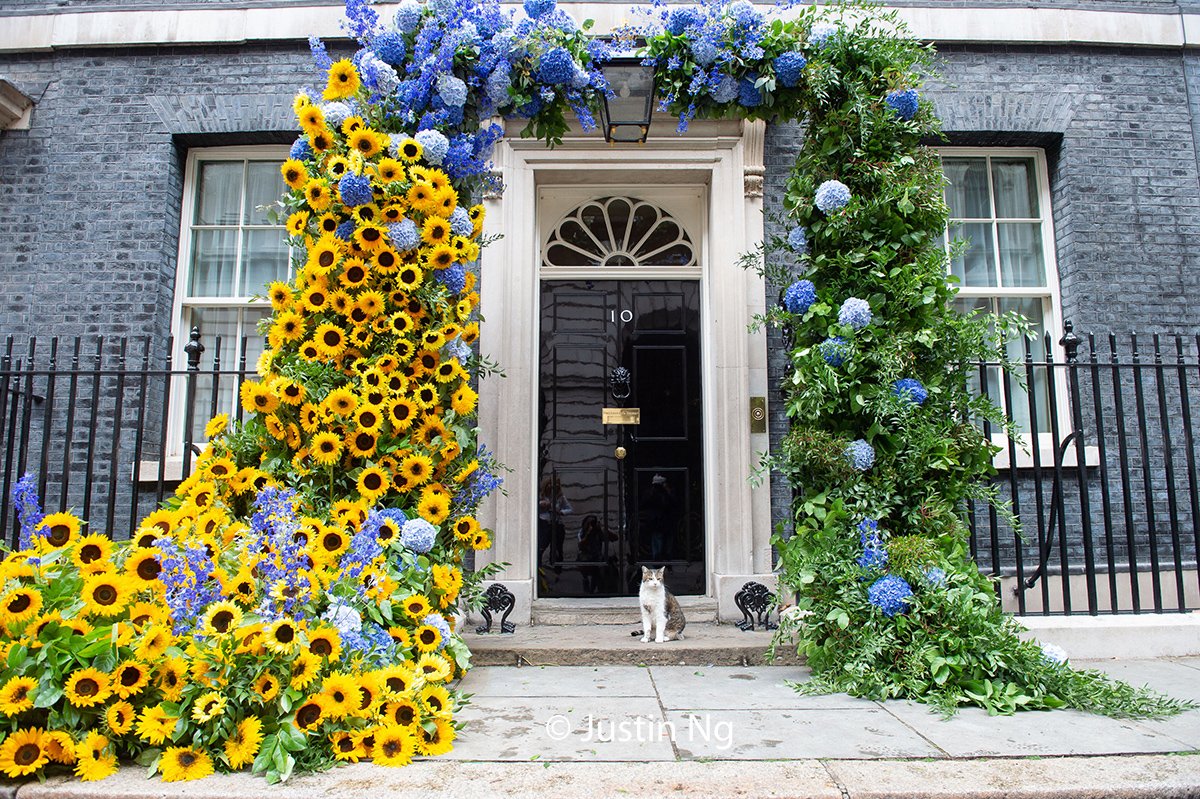 justin_ng's tweet photo. Here's @Number10cat posing with Ukrainian Independence Day decorations  (which is on the 24th) showing solidarity with 🇺🇦 https://t.co/NXIy70hQ6N