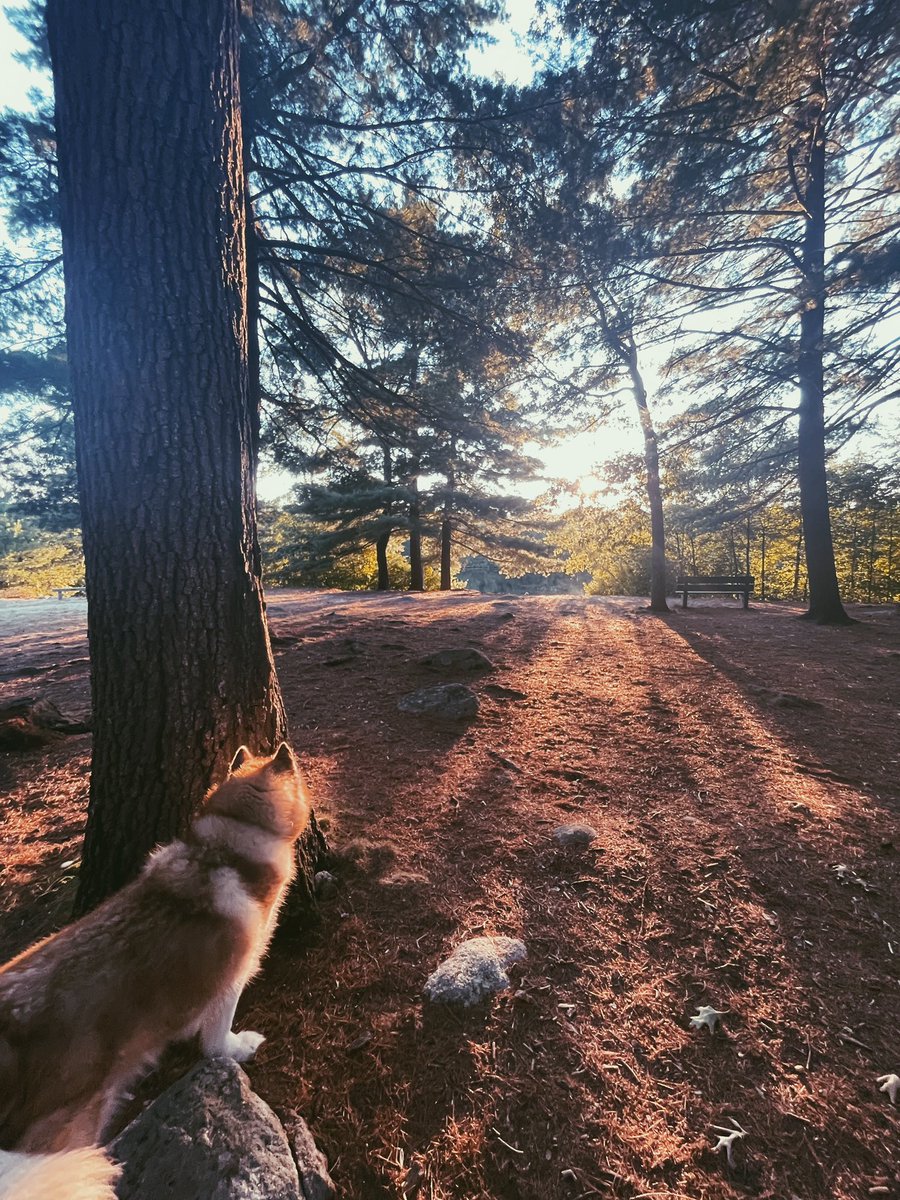There will always be time for this guy tho 🐺 taking him to a waterfall this weekend if the weather is clear.