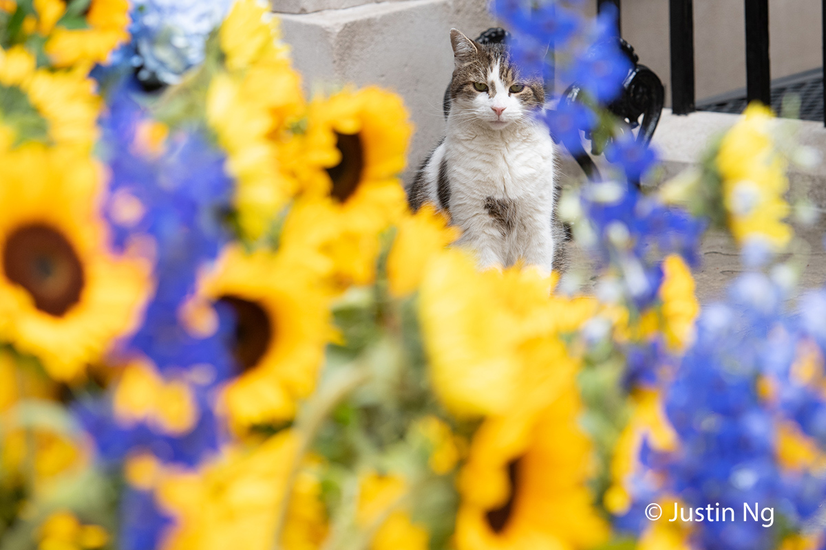 Here's <a href="/Number10cat/">Larry the Cat</a> posing with Ukrainian Independence Day decorations  (which is on the 24th) showing solidarity with 🇺🇦