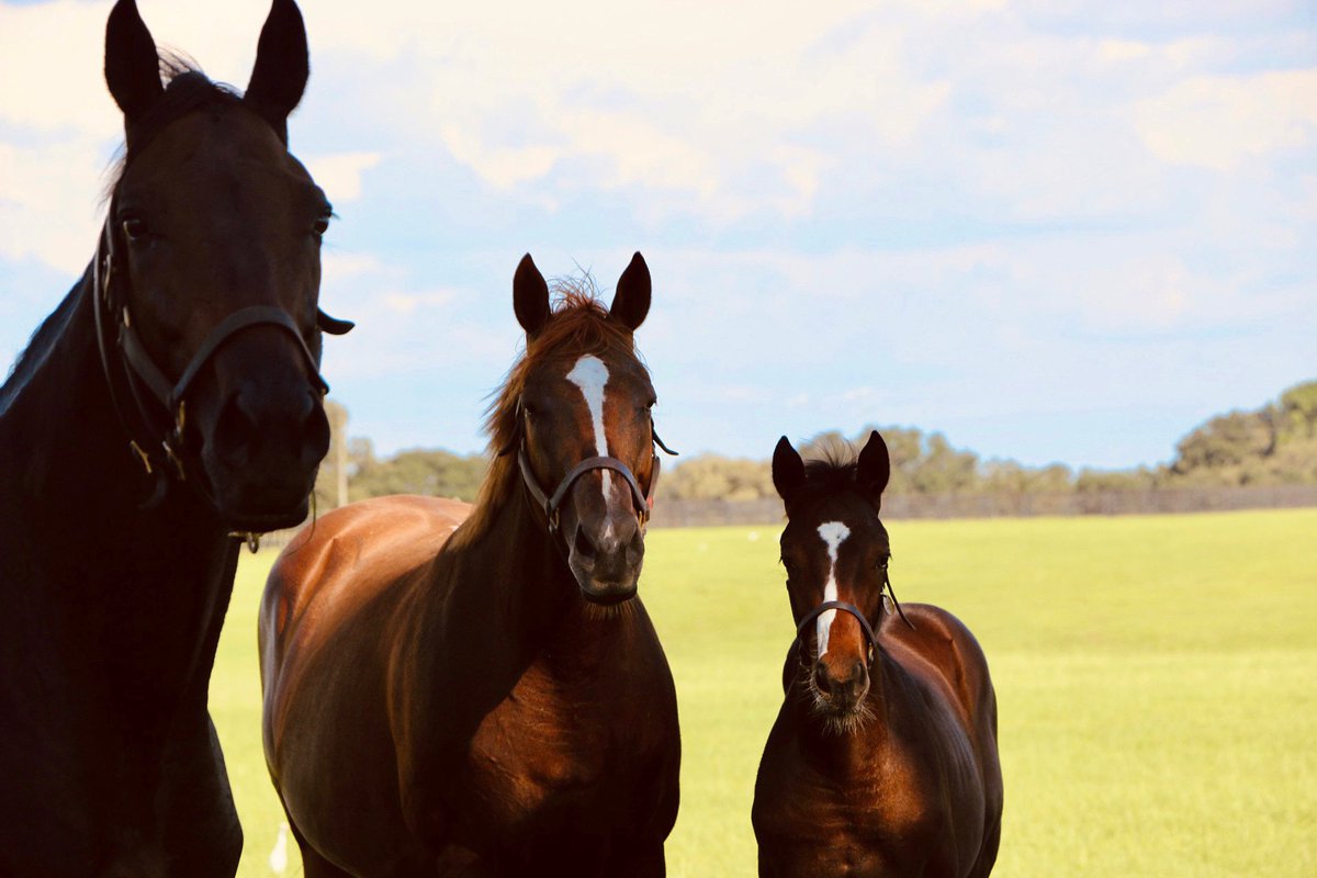 bridlewoodocala's tweet photo. They say good things come in 3️⃣’s.
•
#bridlewoodfarm #throughbred #broodmare #horsecapitaloftheworld https://t.co/Lg34vBbEtl