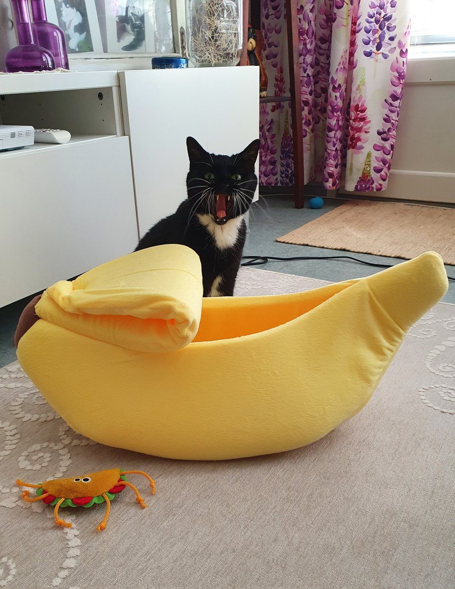 ElliCat9's tweet photo. I have a BANANA! 😺 🍌
#CatsOfTwitter #CatsOnTwitter #cats https://t.co/oAPZVjbQ9m