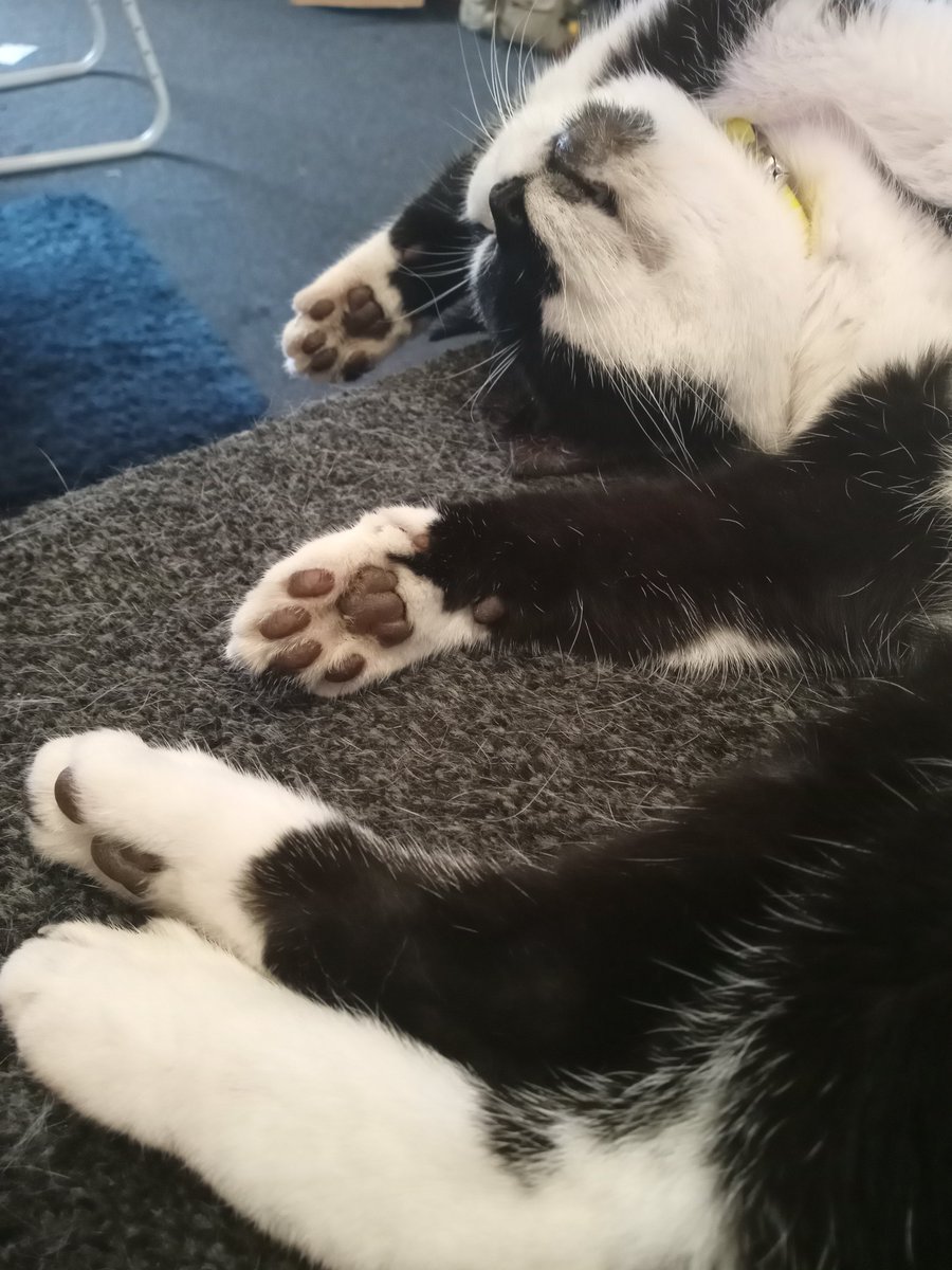 MuirDragonne's tweet photo. Snoozy kitty beans! #CatsOfTwitter #catbean https://t.co/y537n6f8mm
