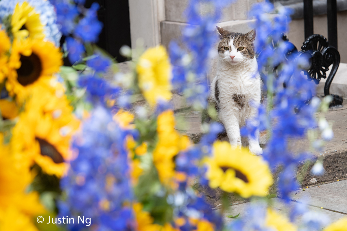 justin_ng's tweet photo. Here's @Number10cat posing with Ukrainian Independence Day decorations  (which is on the 24th) showing solidarity with 🇺🇦 https://t.co/NXIy70hQ6N