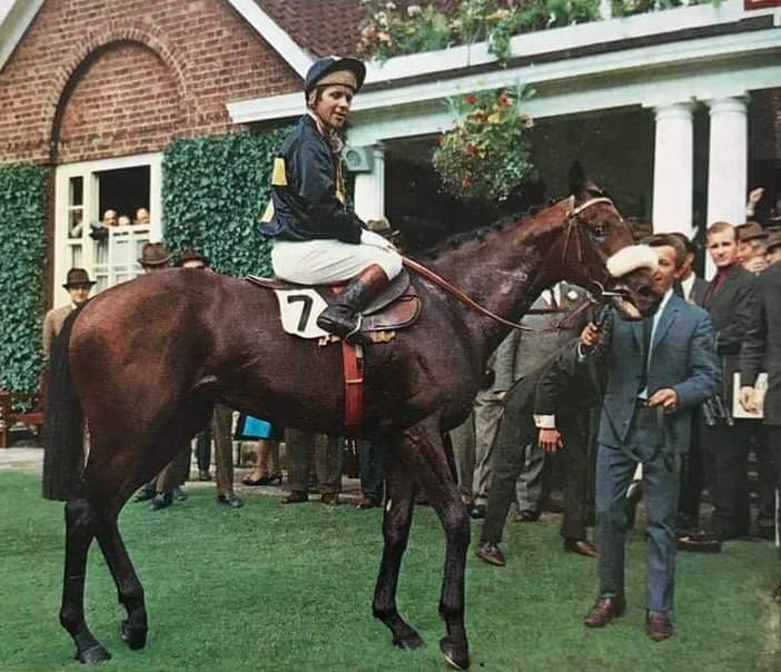 HORSERACING1002's tweet photo. MILL REEF🇺🇸(NEVER BEND) #MillReef a G1 Stakes winner 🏆 in France 🇫🇷 and UK 🇬🇧. Champion 3yo in France and UK. champion older horse 🇬🇧 and 🇫🇷.  Horse of the year in 🇬🇧. Leading sire. Sired 92 sw. Stood at National Stud. https://t.co/zpfJZrWjWa