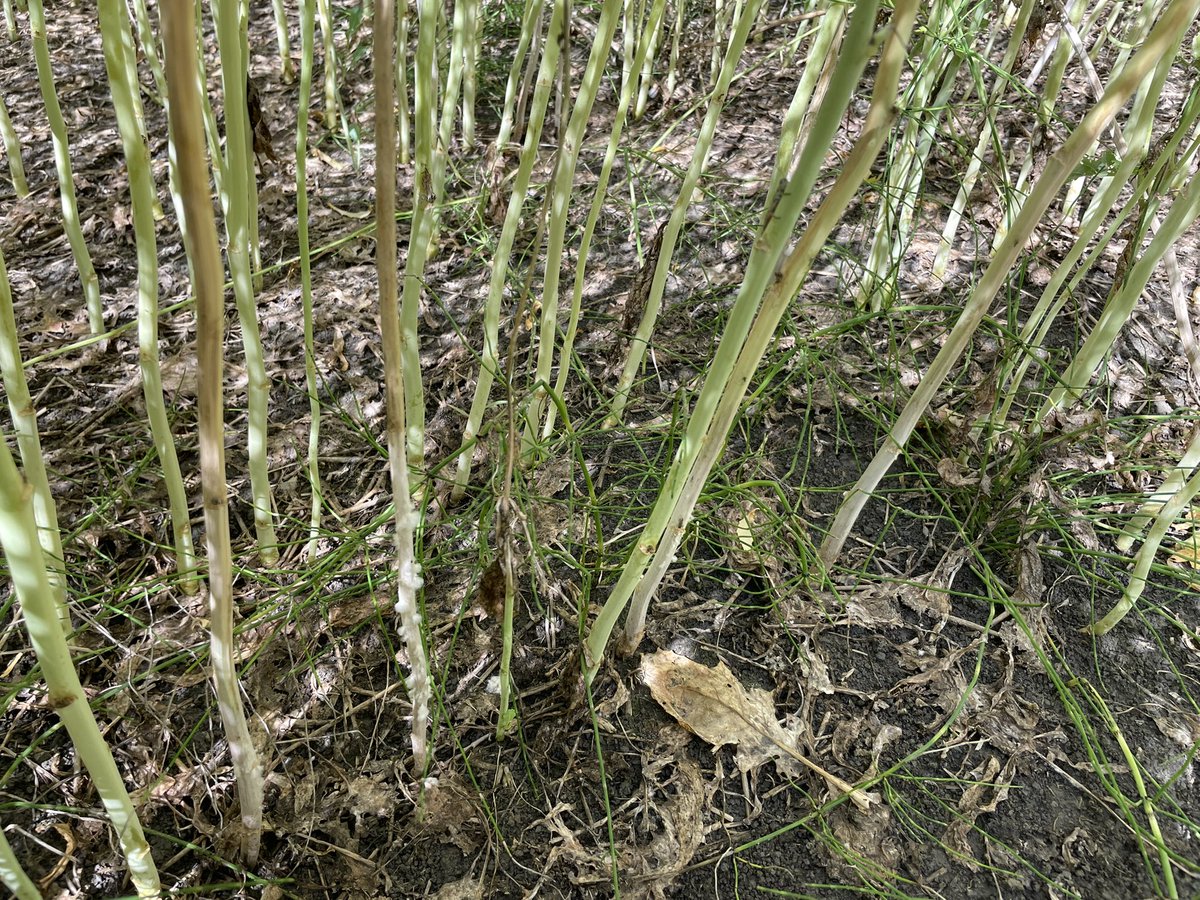 TanjaGahwiler's tweet photo. Not hard to find Sclerotinia in canola crops this year! With such thick, high potential stands, it really found its way into crops. Definitely seeing less pressure in fields that had fungicide applied at flowering #TemAg https://t.co/AKokca1Td0