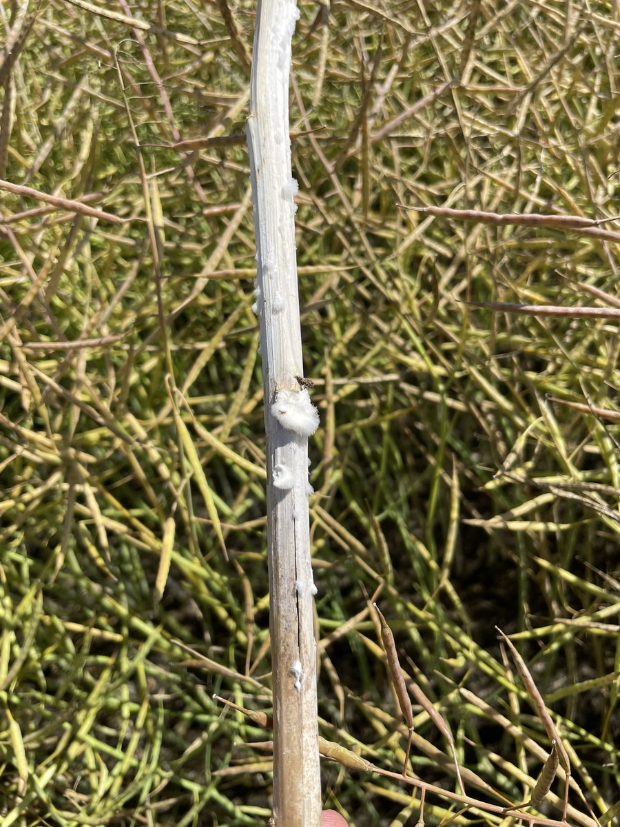 TanjaGahwiler's tweet photo. Not hard to find Sclerotinia in canola crops this year! With such thick, high potential stands, it really found its way into crops. Definitely seeing less pressure in fields that had fungicide applied at flowering #TemAg https://t.co/AKokca1Td0