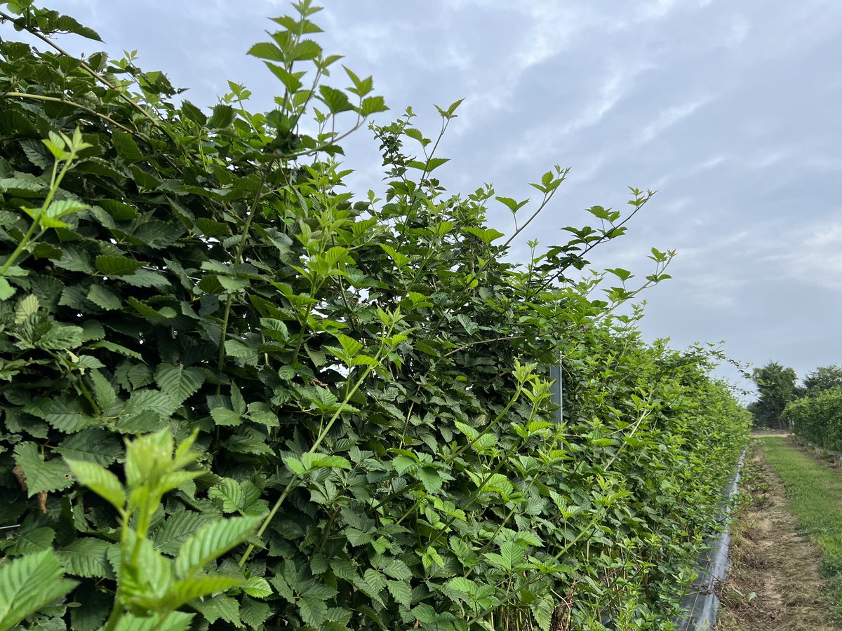 Wondering what broad mite can do to your blackberries? See pics 1-3 below. 

We don’t fully understand yield impact but tip dieback in August is an awful sign. Get out and scout ASAP.

Plants in picture 3 got a shot of Agri-Mek and are only 2 rows from damaged plants.
#uaexHORT