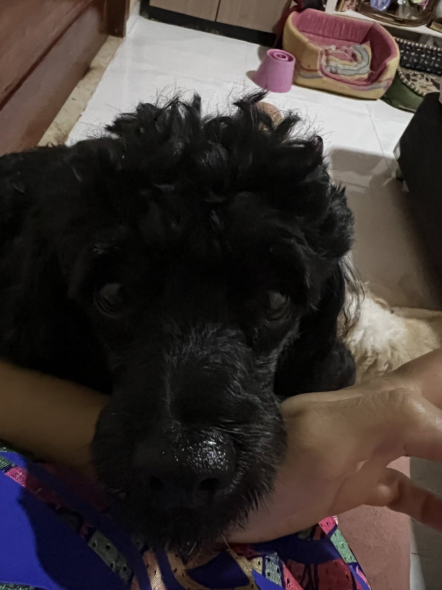 JackLais's tweet photo. #alexapfv minha cara esperando a mágica acontecer 🤡 https://t.co/4j9VP0HQVT