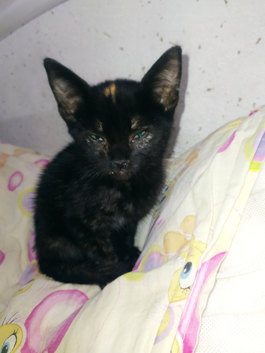 leslie_cedeno's tweet photo. Rescate esta gatita en la estación de propatria a fueras del metro unos perros se la querían comer, el problema es que tengo dos gatos en mi casa que son de mi mamá y yo no tengo tiempo para tenerla,está activa,la nombre esperanza, debo darla en adopción pls compartan https://t.co/K5QJQxk0Tz