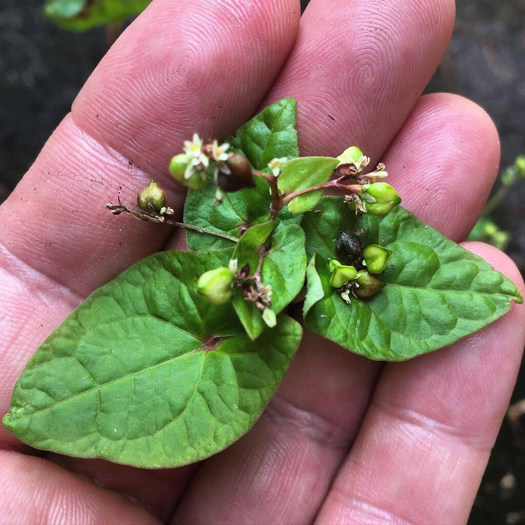 Rhizowen's tweet photo. Cut and come again: Tartary buckwheat (Fagopyrum tataricum). When a big plant of F. tataricum was felled by a violent gust, I took cuttings of it. Iâd noticed previously that some #tartarybuckwheat plants produce large numbers of #adventitious roots at t⊠https://t.co/SZ7mkPOLew https://t.co/WovwUDmMjD