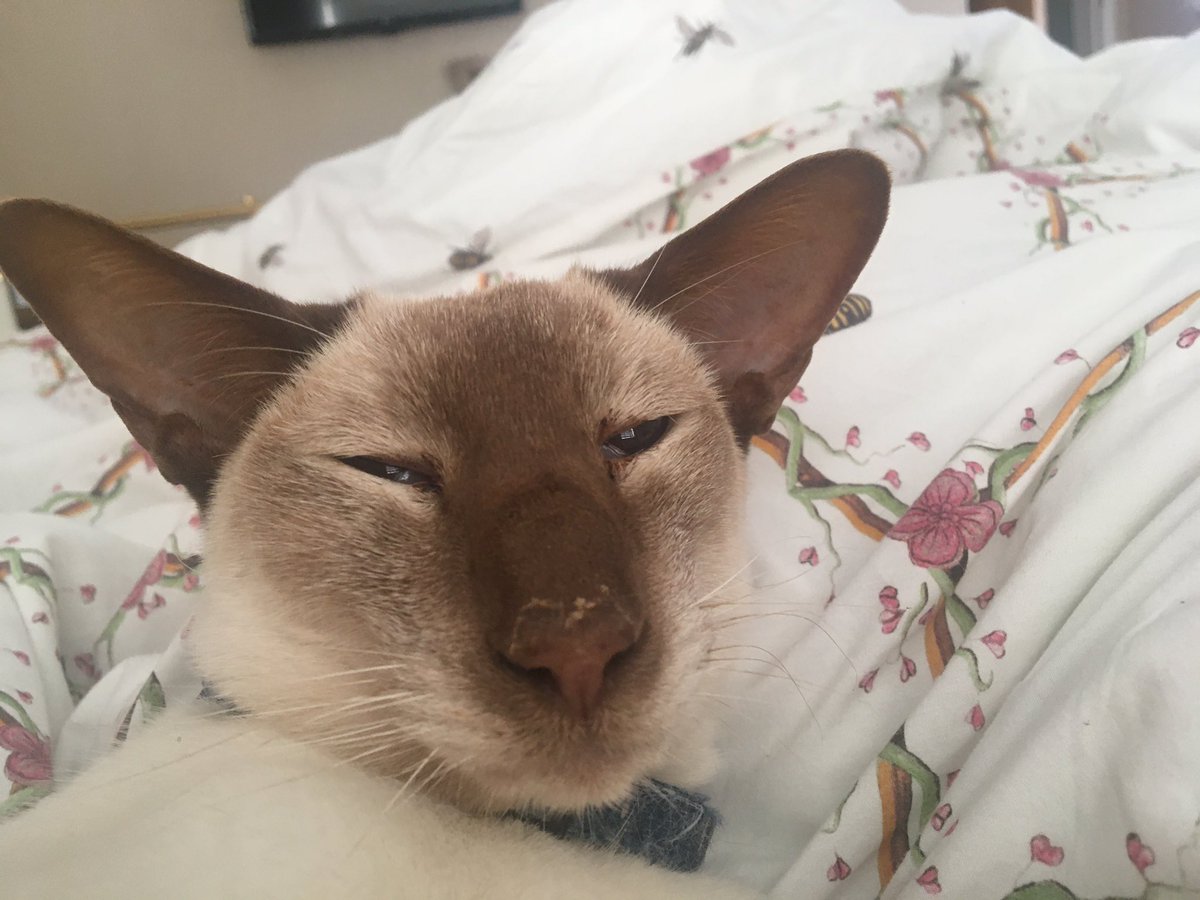 Diablo_Siamese's tweet image. The #MorningFace of a cat that DOESN’T wash #DirtyDevil #MyLifeInPictures #DisappearingMeezerMask @jolenehunter #CatsOfTwitter #catsofinstagram