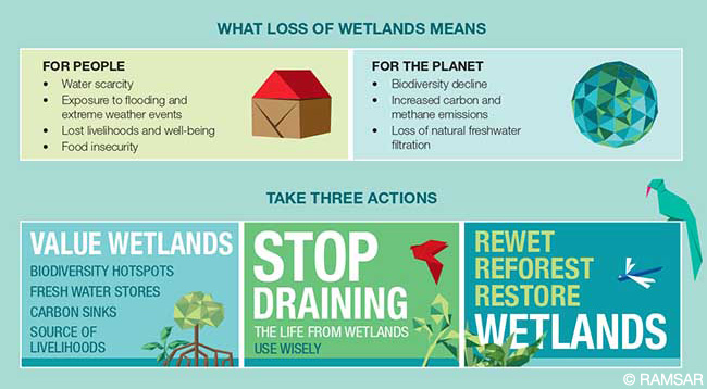Wetlands are Earth’s most threatened ecosystem, with 35% of the world’s #wetlands lost since 1970. Protecting them can help with global challenges such as #ClimateChange, biodiversity loss and food and water security bit.ly/3LQoxDE