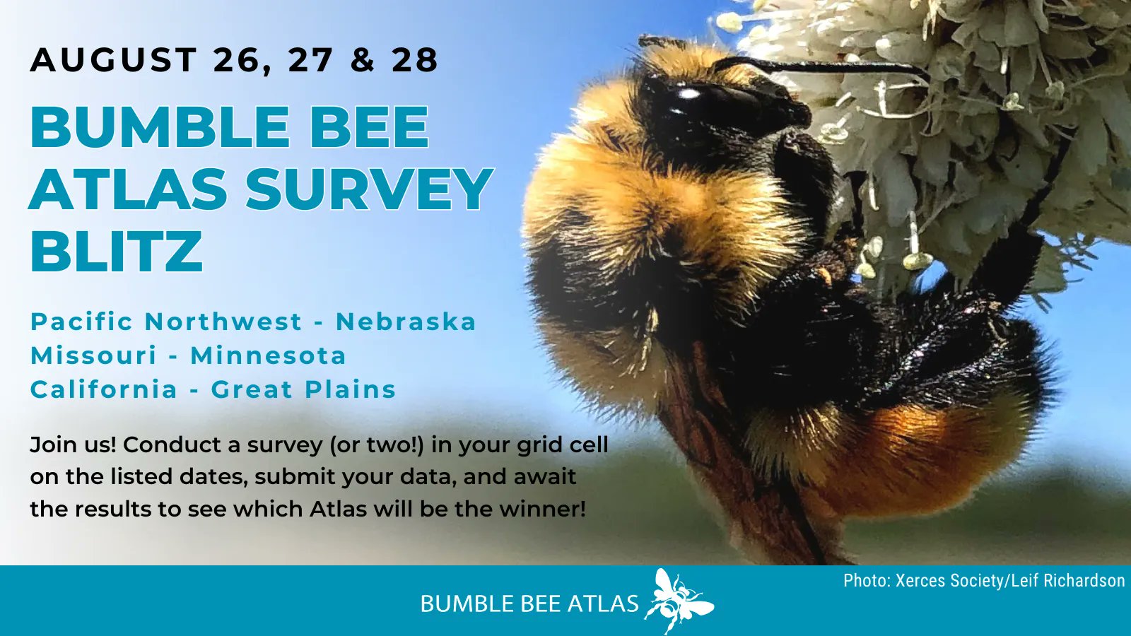 Photography Tips - PNW Bumble Bee Atlas