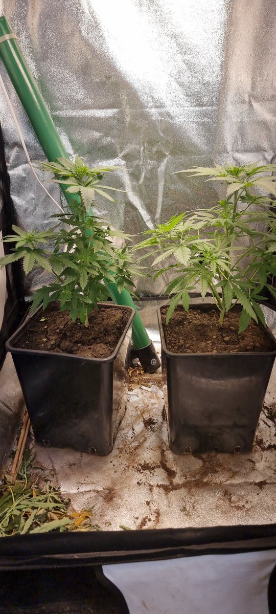 Chimera42o's tweet photo. Little Runtz Bombs coming along nicely another amazing strain from @BombSeeds . Can't wait for the smell to start it's so sweet . #runtbomb #cannabiscomunity #igro https://t.co/sMWiwg6pAQ
