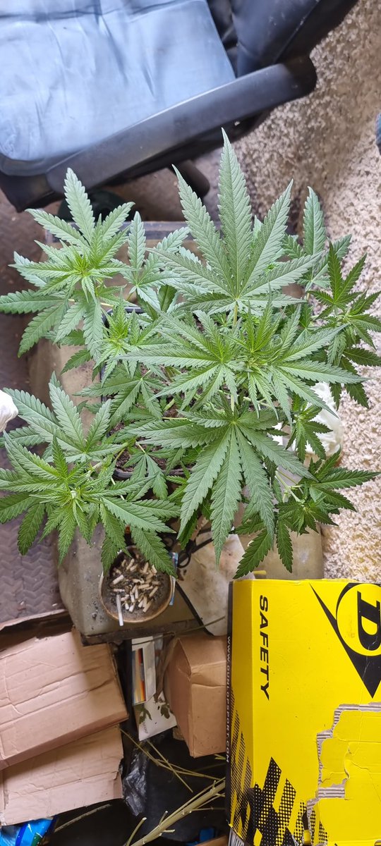 Chimera42o's tweet photo. Little Runtz Bombs coming along nicely another amazing strain from @BombSeeds . Can't wait for the smell to start it's so sweet . #runtbomb #cannabiscomunity #igro https://t.co/sMWiwg6pAQ