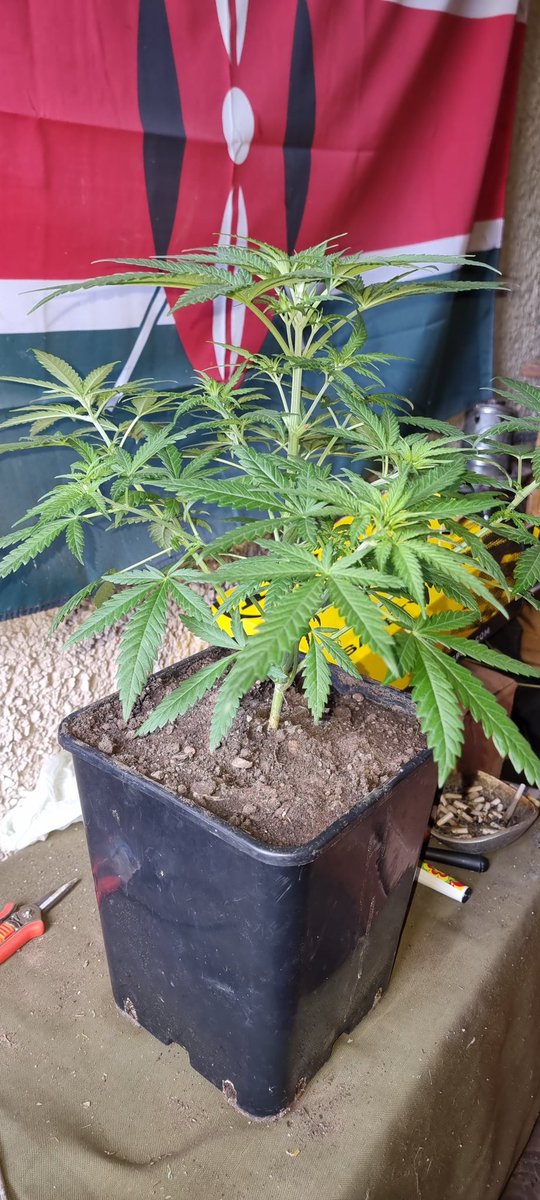 Chimera42o's tweet photo. Little Runtz Bombs coming along nicely another amazing strain from @BombSeeds . Can't wait for the smell to start it's so sweet . #runtbomb #cannabiscomunity #igro https://t.co/sMWiwg6pAQ