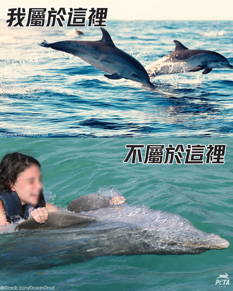 PETAAsiaTC's tweet photo. 對海豚來說,被迫與遊客同游並不如你想像得那麼有趣😕
在大海裡,海豚直到3-6歲都會與母親生活在一起。但在水族館和海洋公園裡,許多海豚被迫與家人分離,只為被用作娛樂人類,當中有些甚至還是嬰兒🐬💔
#海豚 #游泳 #動物不是娛樂 #Dolphins #NotForOurEntertainment https://t.co/ezCUQegVAO
