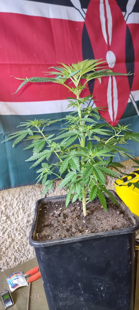 Chimera42o's tweet photo. Little Runtz Bombs coming along nicely another amazing strain from @BombSeeds . Can't wait for the smell to start it's so sweet . #runtbomb #cannabiscomunity #igro https://t.co/sMWiwg6pAQ
