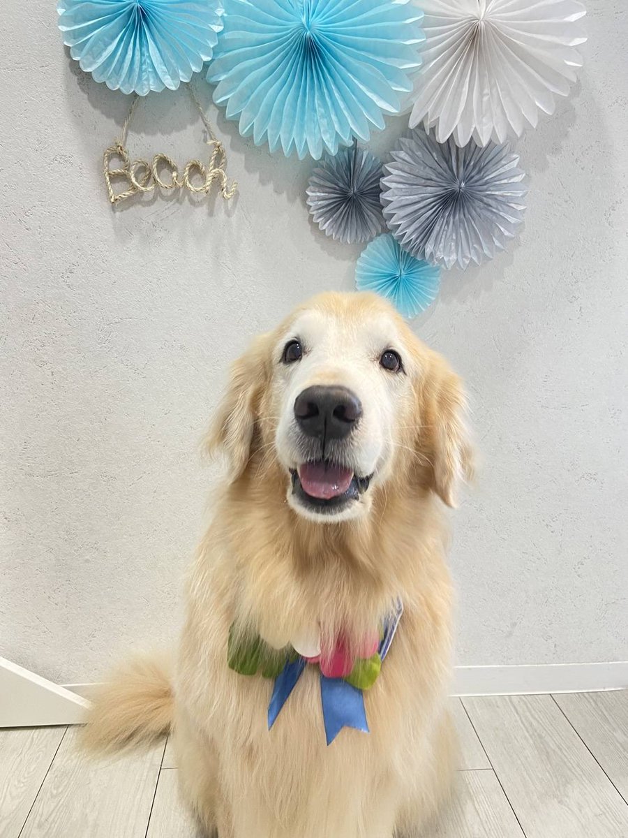 He was made beautiful by a professional groomer.

#goldenretriever