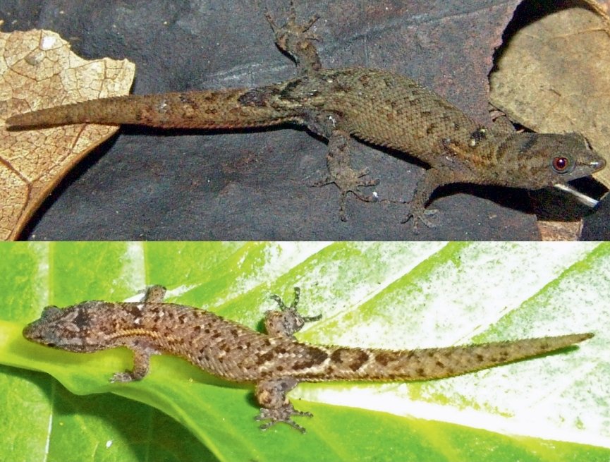 JustBernstein's tweet photo. Welcome to the taxonomic world! We just described a new species of Sphaerodactylus from Puerto Rico in @IchsAndHerps! Check it out here: https://t.co/CigMySK1N4! 🦎 https://t.co/cTU1fkF2ws