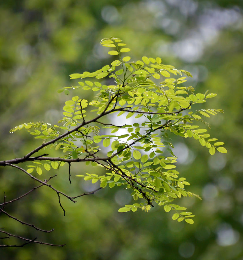 KerriFar's tweet photo. “Happiness is not by chance, but by choice.” – Jim Rohn #quote - https://t.co/1psLbYl65A ~ #LeafLover #NewRiverNature https://t.co/Wk1XuMz3dL
