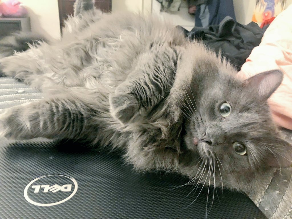 hasturpriestess's tweet photo. He missed us so badly. Nothing but meows and headbutts when we got home. 😭 https://t.co/6Wdod2avQY