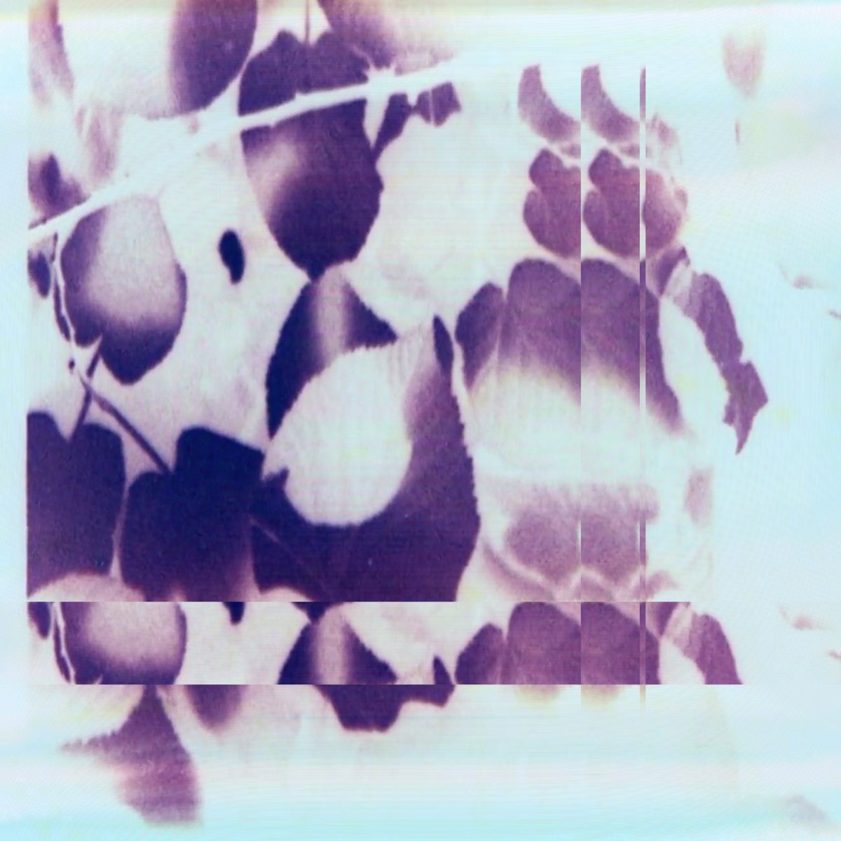 more visuals ; purple flowers

#flowers #visuals #vdmx #vjing #creativecoding #generativeart