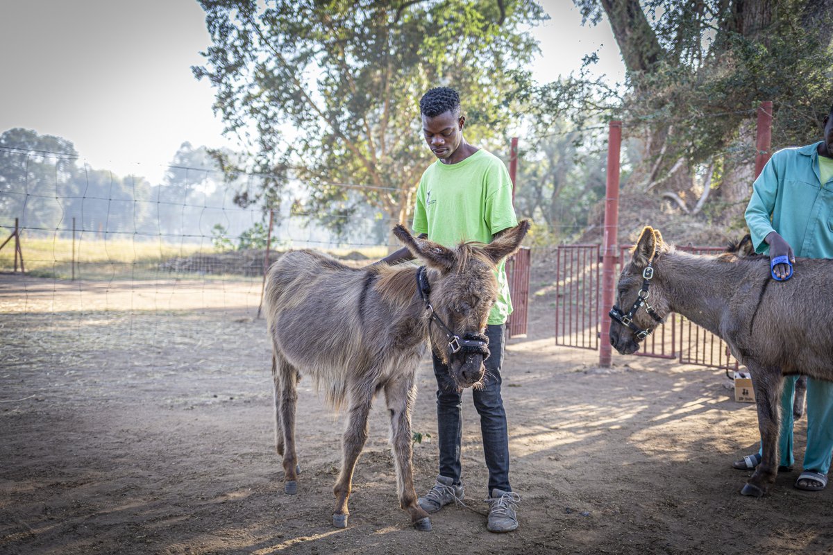 thependatrust's tweet image. The Zambezi Working Donkey Project is on a mission to improve the lives of working donkeys in Zambia by educating people on the correct treatment of these precious animals as well as rescuing and rehabilitating donkeys in need. 🙌
zambeziworkingdonkeyproject.org
#AnimalWelfare #charity