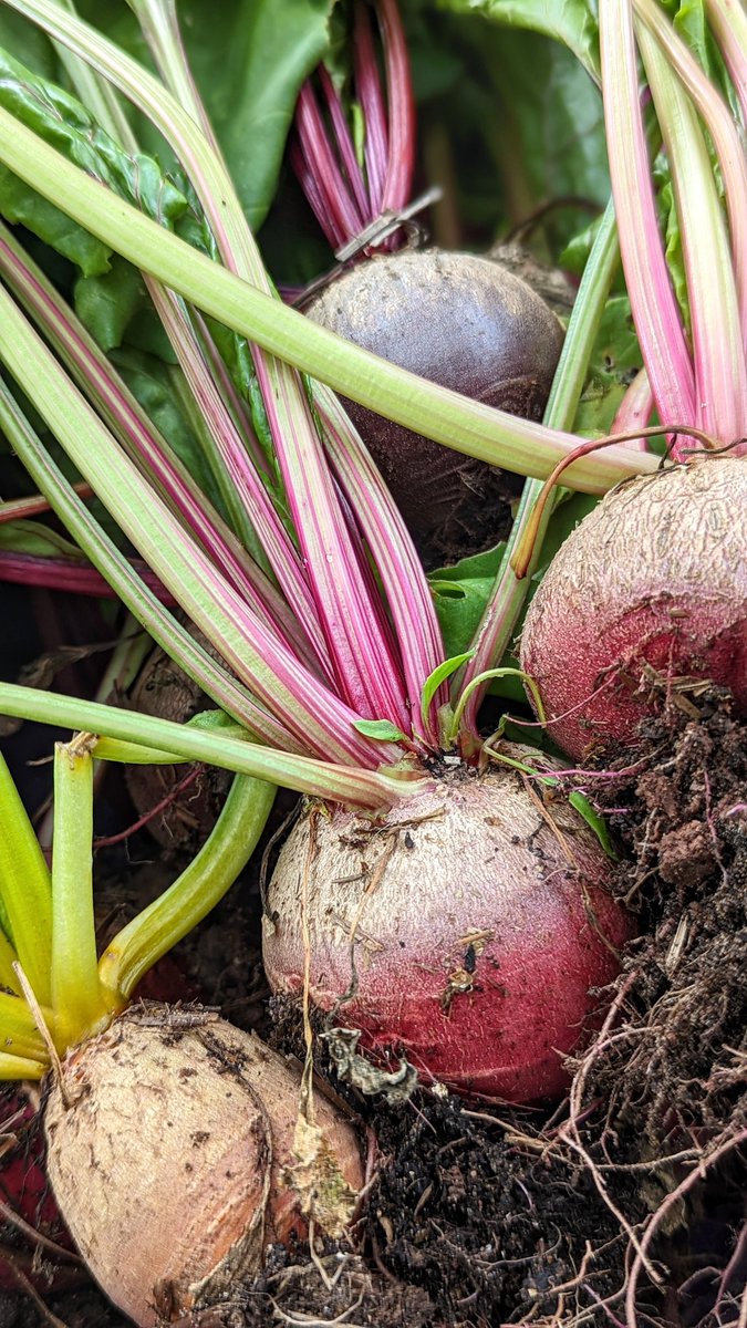 QuietCountryL's tweet photo. ✨Yes!! I'm hoping these are my striped beetroots. Excited to roast them and await the big reveal 😉 #gyo #veggies https://t.co/kRlRxQX0TX
