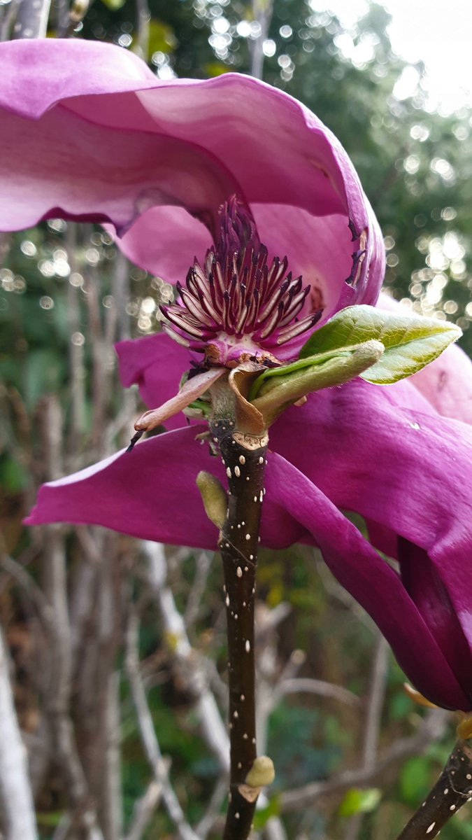 Purple Magnolia, and above wildflowers shot with #withGalaxy 😍 <a href="/SamsungMobileSA/">Samsung Mobile SA</a> 

#KZNhasitall #Drakensberg #TravelChatSA #SouthAfrica