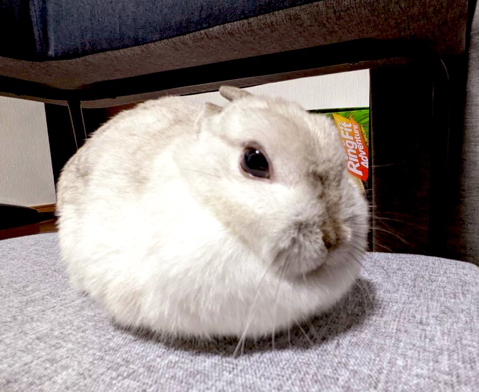 Rb628Mpuchi's tweet photo. #うさぎのいる生活 #puchiMimi https://t.co/kihU83Z1pM