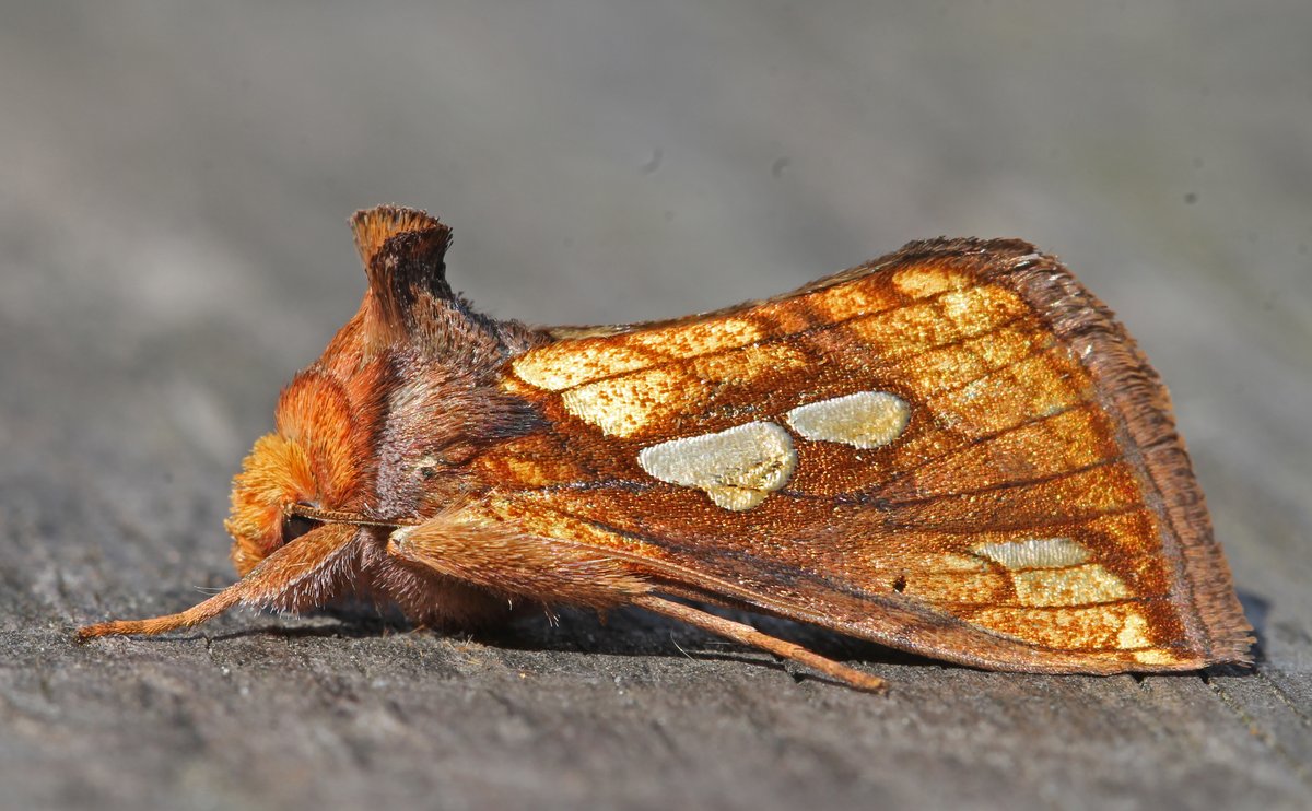 As good as it gets - Gold Spot Clevedon garden trap, North Somerset 21st August 2022. It seems more and more people are beginning to pick up on the sheer variety, colour &amp; splendour of garden moths.