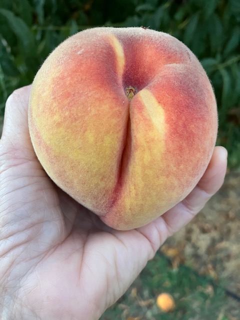 NaylorOrganics's tweet photo. End of Season Days and Hours - https://t.co/If5HypdRmQ All fruit on special. #peaches #plums #baking #canning #grilling #yummy https://t.co/GSHkIxIZuJ