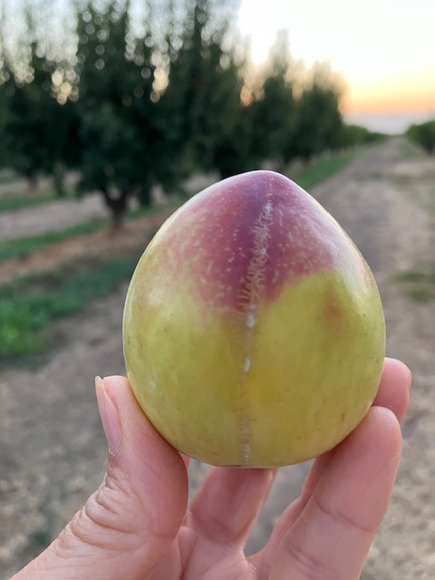 NaylorOrganics's tweet photo. End of Season Days and Hours - https://t.co/If5HypdRmQ All fruit on special. #peaches #plums #baking #canning #grilling #yummy https://t.co/GSHkIxIZuJ