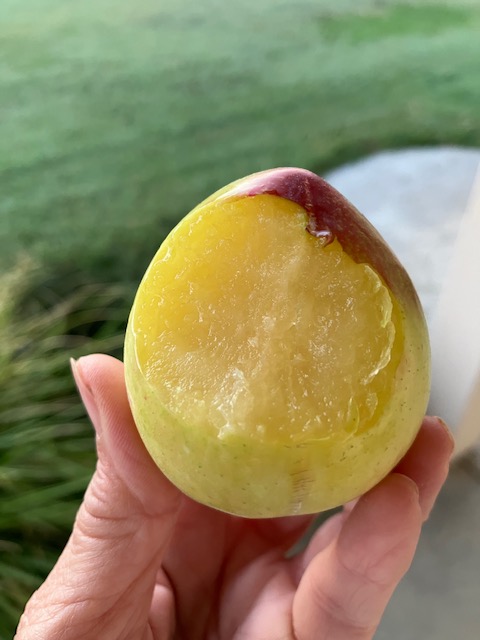 NaylorOrganics's tweet photo. End of Season Days and Hours - https://t.co/If5HypdRmQ All fruit on special. #peaches #plums #baking #canning #grilling #yummy https://t.co/GSHkIxIZuJ