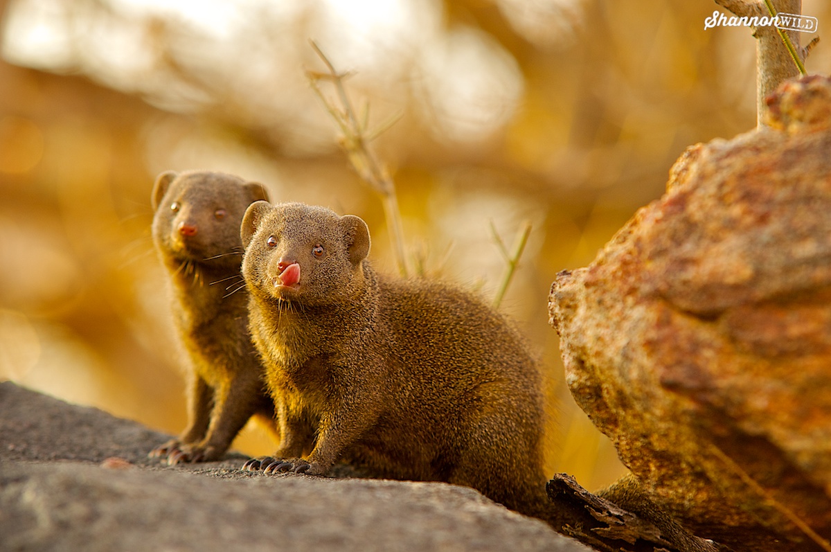 Dwarf_Mongoose's tweet photo. 📢NEW paper alert: 'Factors affecting follower responses to movement calls in cooperatively breeding dwarf mongooses'. Led by #PhD student @Ben_Cobb_ with @AmyMorrisDrake @Padraig_Kennedy @_meganlayton @Julie_M_Kern
https://t.co/PR6bvBkJvL
#fieldwork #experiments #ECRs #movement https://t.co/u7fKXCWtCK