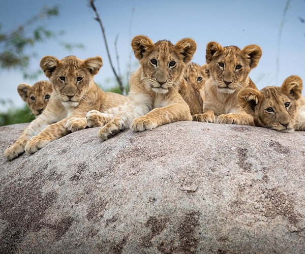 luxurytravel's tweet photo. Travelling to Tanzania during a pandemic - A Luxury Travel Blog https://t.co/1HgBwM6S2n #luxurytravel https://t.co/pXJ3iRJ2tR