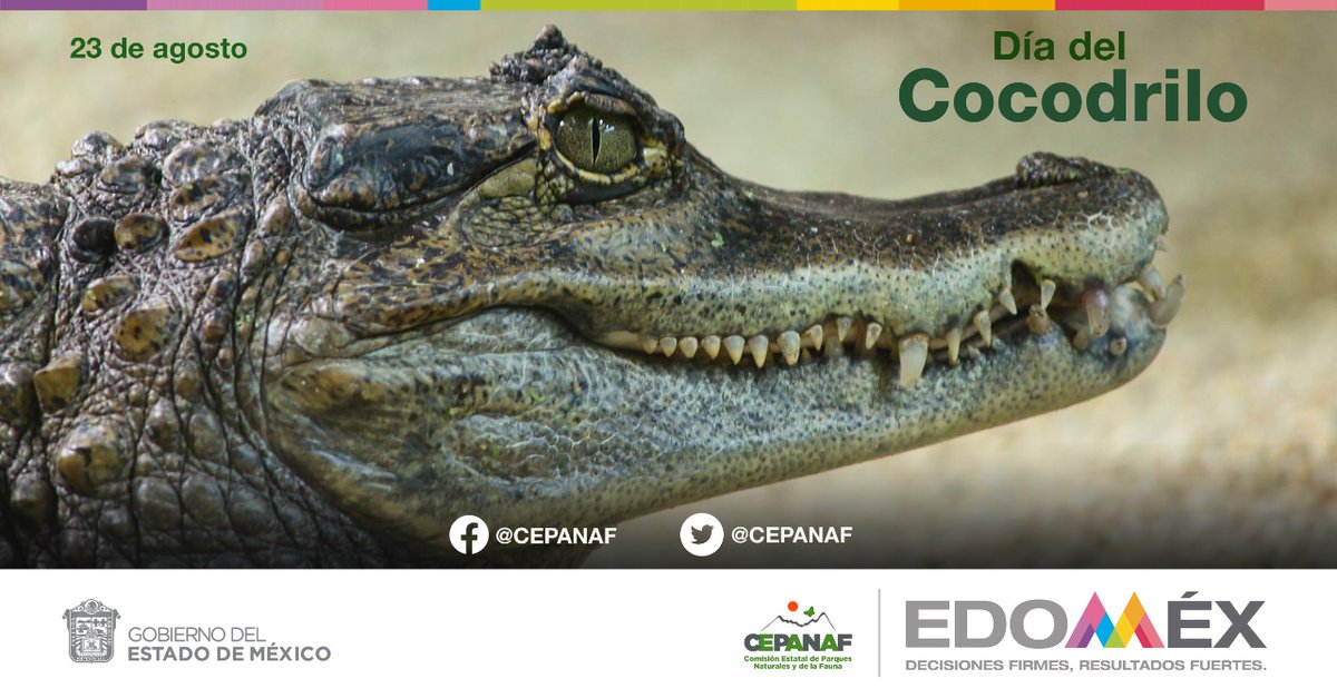 CEPANAF's tweet photo. El Día Nacional del Cocodrilo se celebra en México el 23 de agosto con el fin de concientizar a la población de su importancia. Son los reptiles más grandes de la Tierra y han sobrevivido desde hace 240 millones de años. 🐊 https://t.co/RApcaRUH67